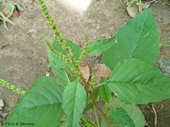Amaranthus