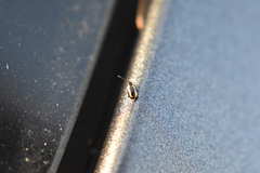 Phyllotreta striolata