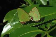Cyanophrys