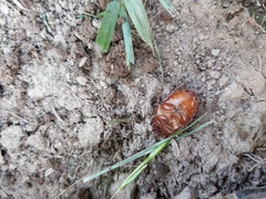 Amphimallon solstitiale