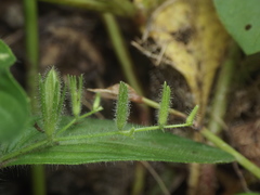 Andrographis echioides