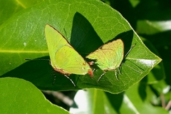 Cyanophrys