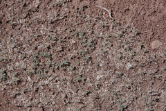 Trifolium andersonii