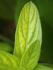 Andrographis echioides