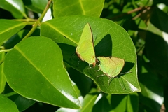 Cyanophrys