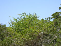 Periploca laevigata angustifolia