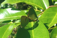Cyanophrys