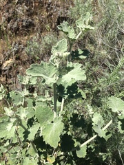 Malacothamnus fremontii