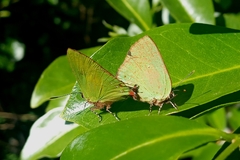 Cyanophrys
