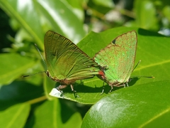 Cyanophrys