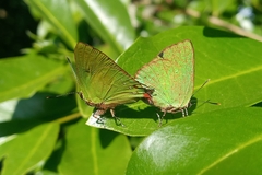 Cyanophrys