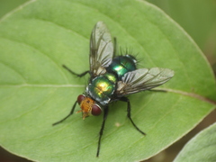 Ameniinae