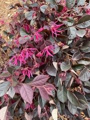 Loropetalum chinense