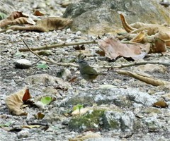 Arremonops chloronotus