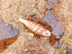 Alinda biplicata