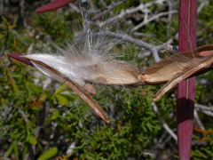Periploca laevigata angustifolia