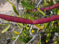 Periploca laevigata angustifolia