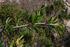 Periploca laevigata angustifolia