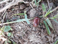 Amphimallon solstitiale