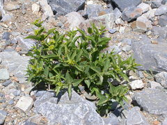 Vincetoxicum creticum