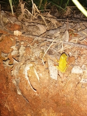 Hyperolius tuberilinguis