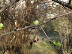 Malus sargentii