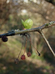 Malus sargentii