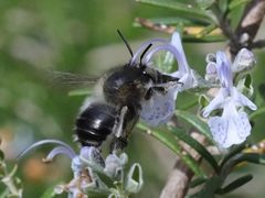 Anthophora dispar