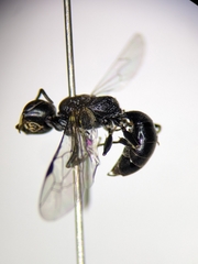 Passaloecus cuspidatus