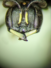 Passaloecus cuspidatus