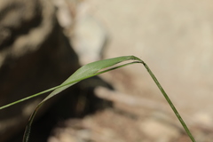 Trisetum turcicum