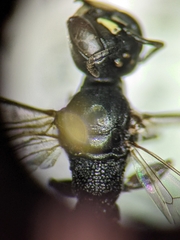 Passaloecus cuspidatus