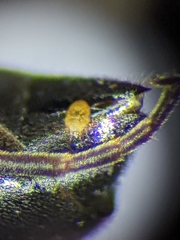 Passaloecus cuspidatus