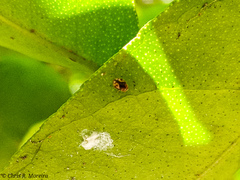 Scymnobius galapagoensis