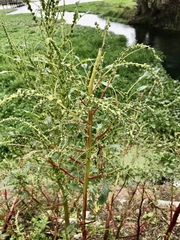 Amaranthus australis