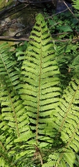 Polystichum setiferum image