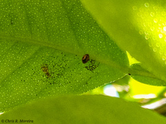 Scymnobius galapagoensis