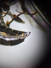 Passaloecus cuspidatus