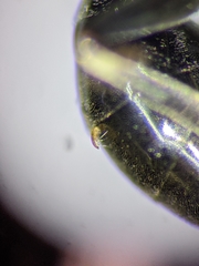 Passaloecus cuspidatus