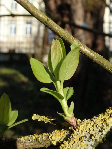 Lonicera demissa iNat (2)