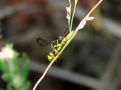 Nomada suavis