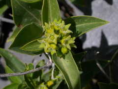 Vincetoxicum creticum