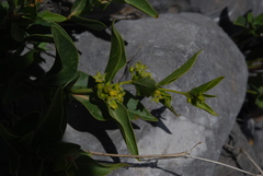 Vincetoxicum creticum