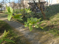 Prunus regeliana