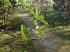Prunus regeliana
