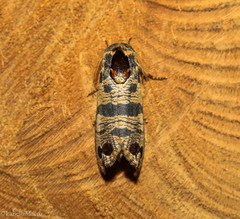 Biocellata praeclara