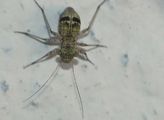 Mesopsocus immunis