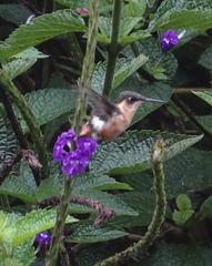 Chaetocercus heliodor