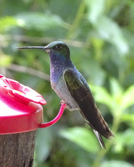 Green-Backed Hillstar photo 5