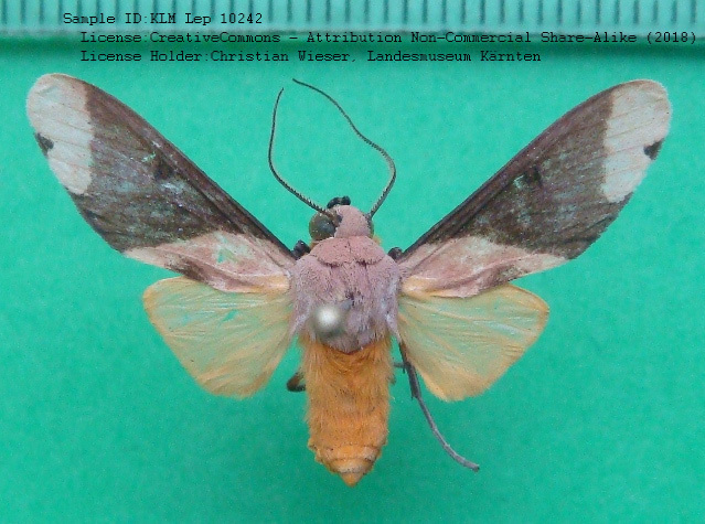 Phaeomolis tavakilinani